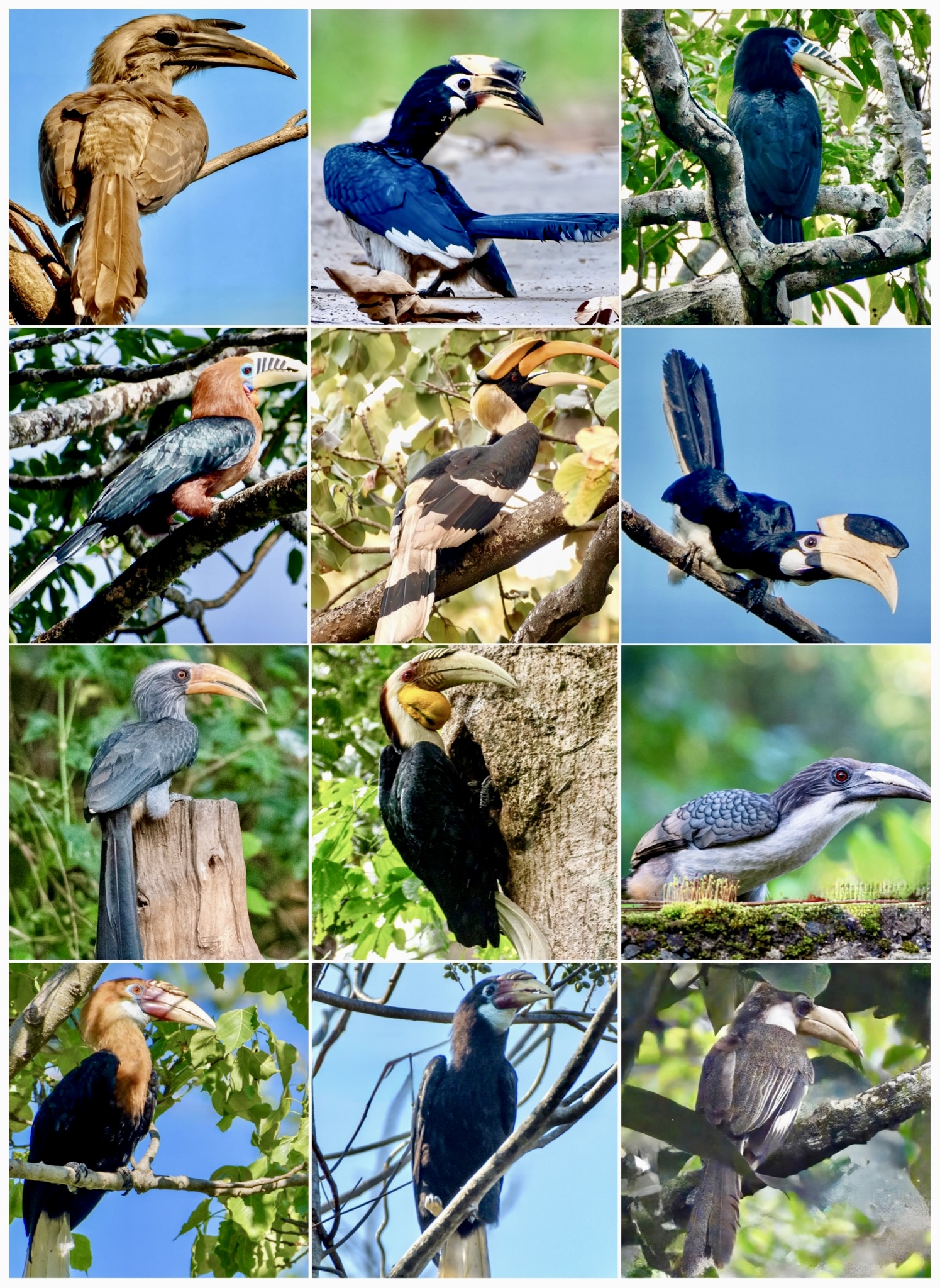 gulls-of-india-superheroes Thumbnail