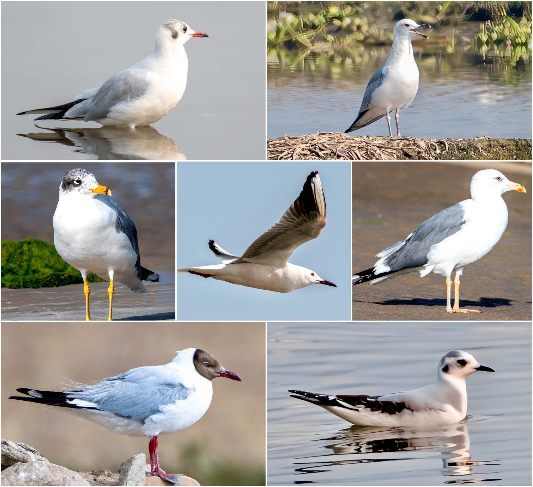 gulls-of-india-superheroes Thumbnail