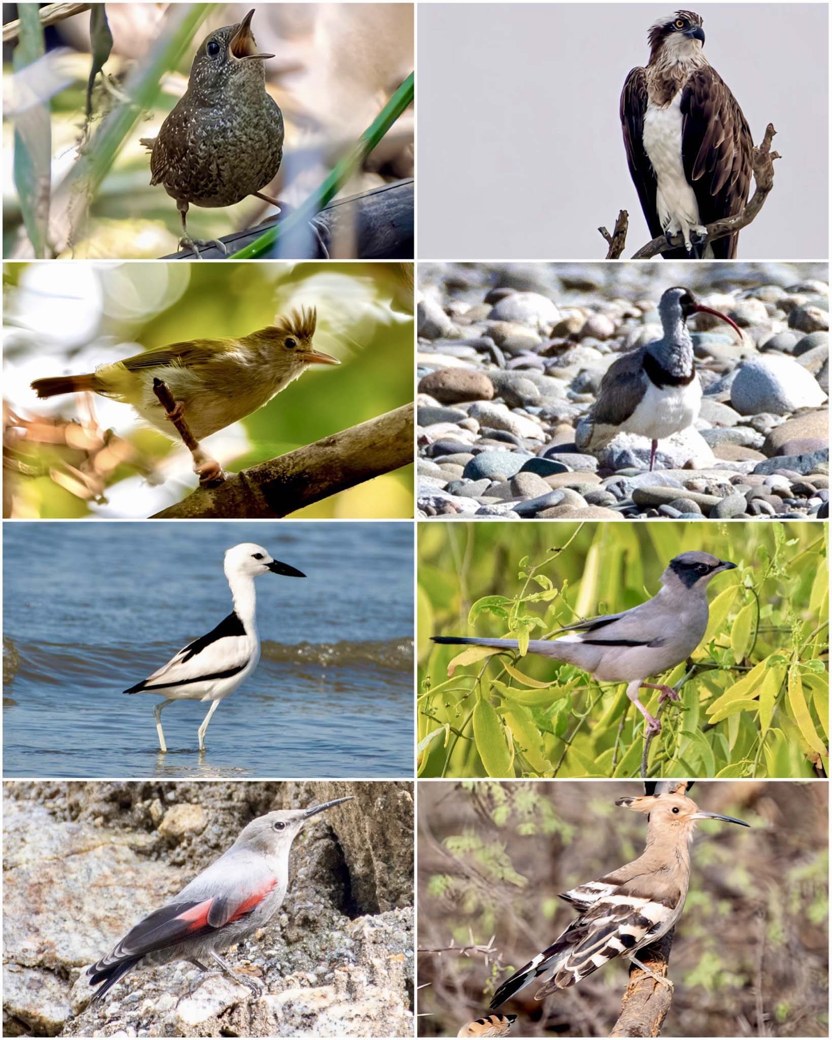 gulls-of-india-superheroes Thumbnail
