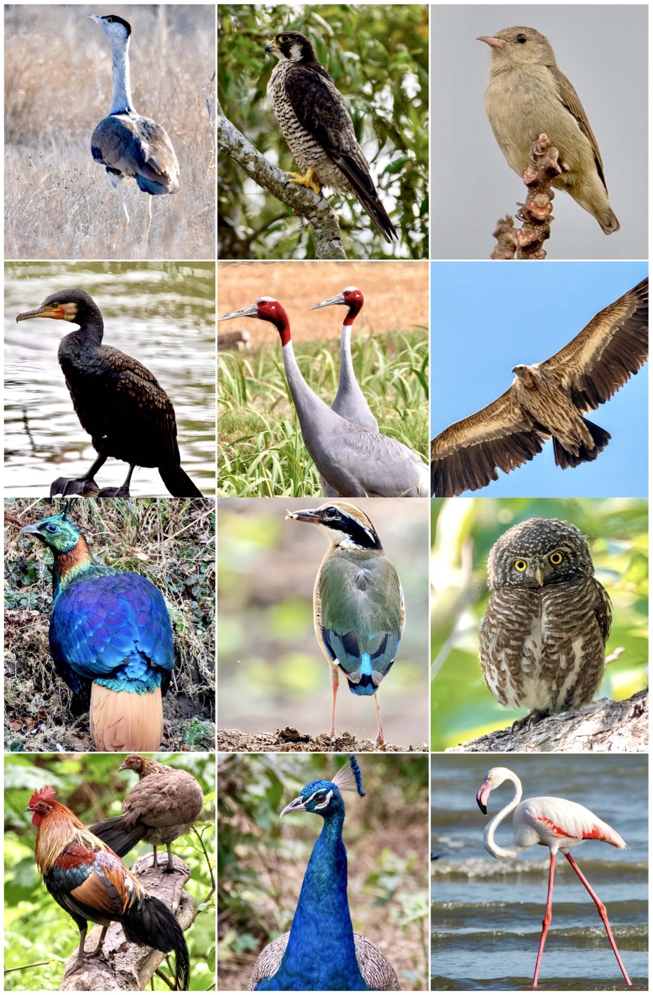 gulls-of-india-superheroes Thumbnail