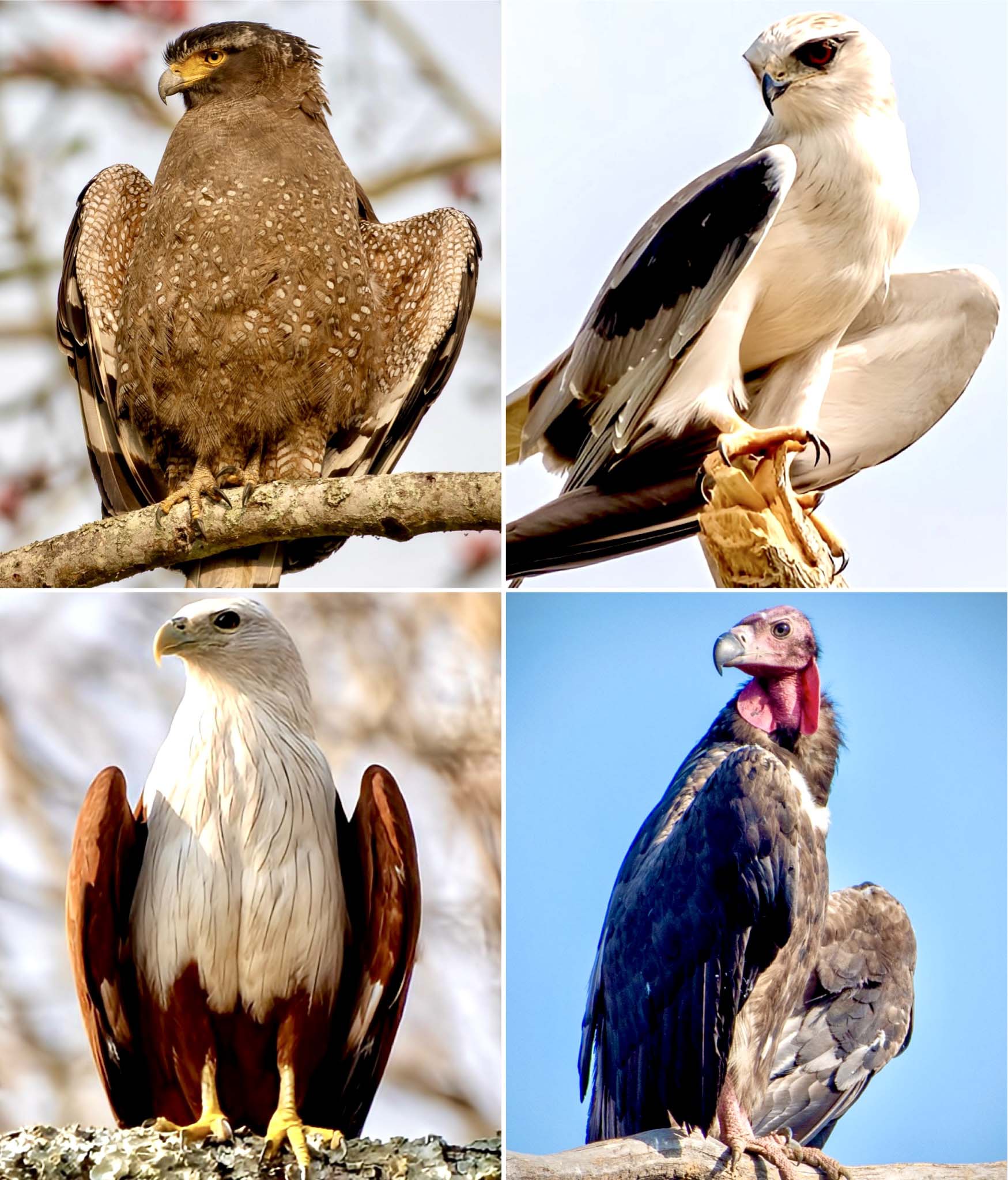 gulls-of-india-superheroes Thumbnail