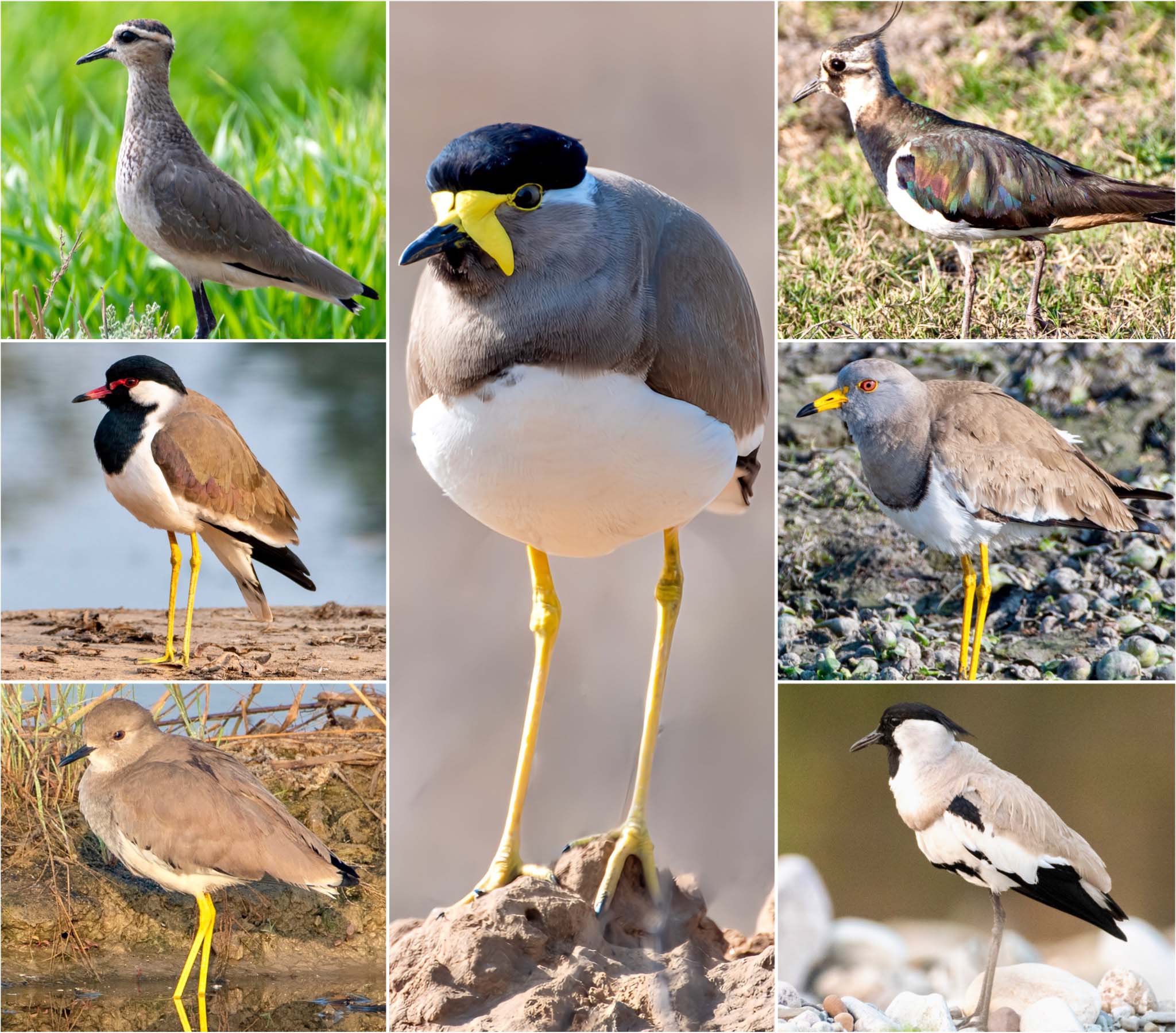 gulls-of-india-superheroes Thumbnail