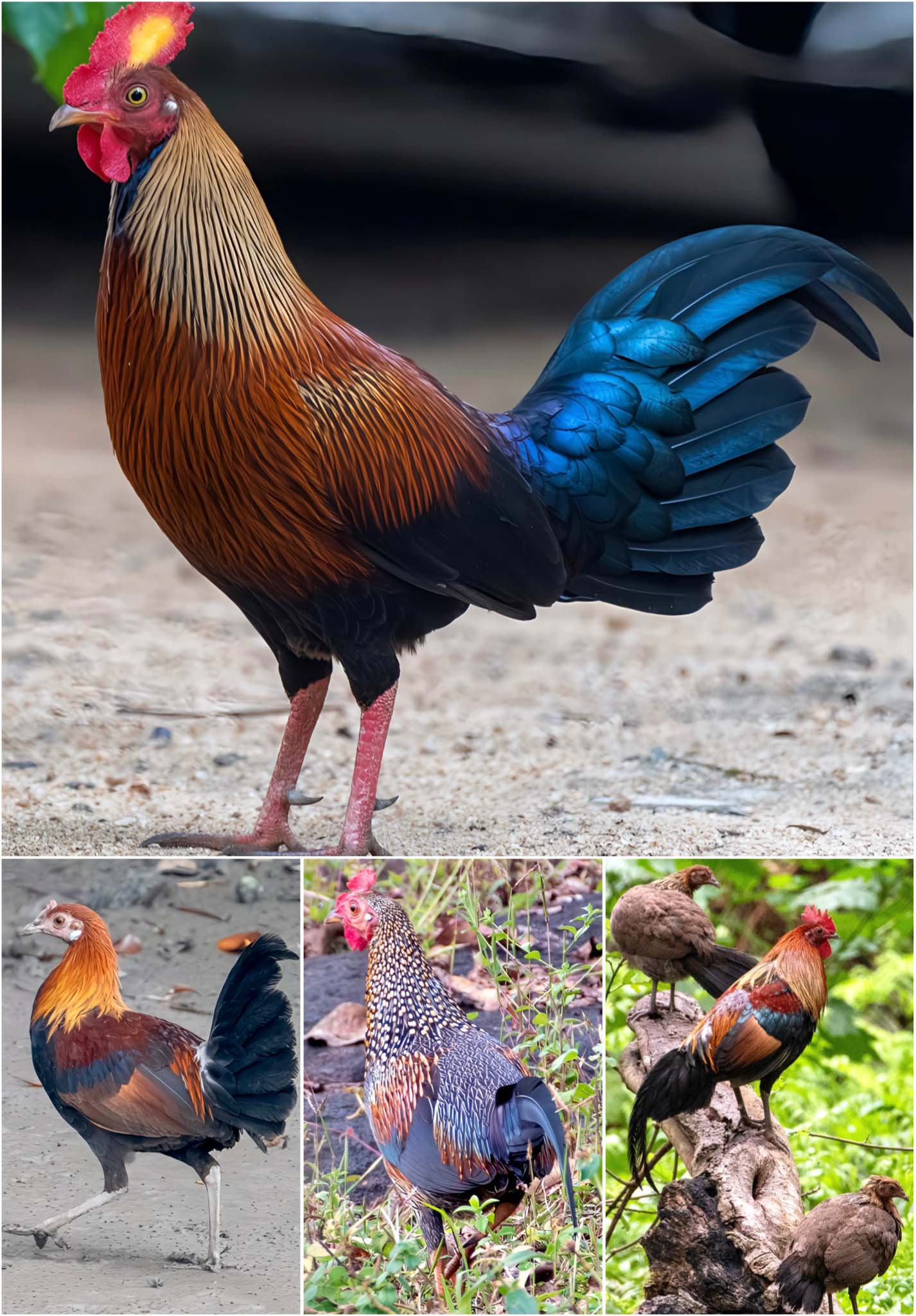 the-chicken-storys Stories Thumbnail